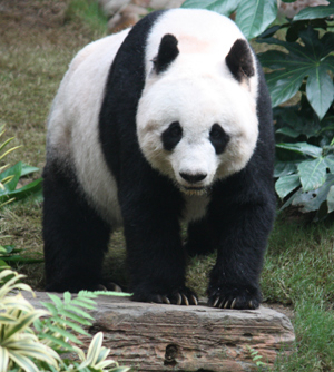 A menacing or cuddly panda?