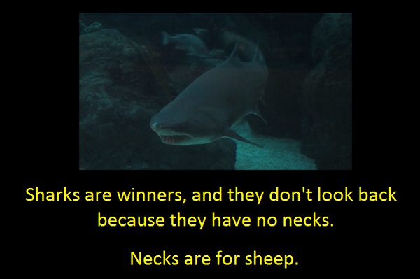 Gutsy question. You're a shark. Sharks are winners, and they don't look back because they have no necks. Necks are for sheep. 