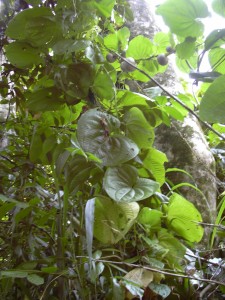 Potato vines everywhere