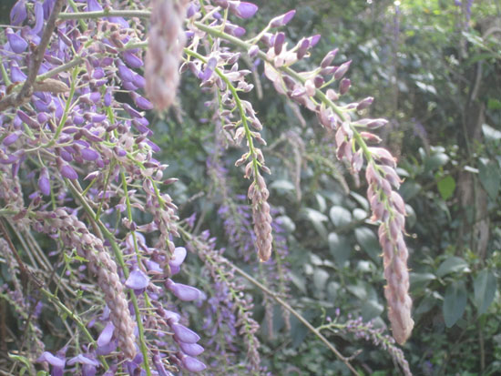 Spring wisteria